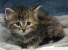 adoptable Cat in thief river falls, MN named DeeDee