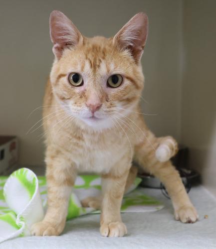 adoptable Cat in Thief River Falls, MN named Wylan