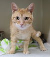 adoptable Cat in , MN named Wylan