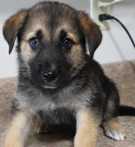 adoptable Dog in Thief River Falls, MN named Bubba