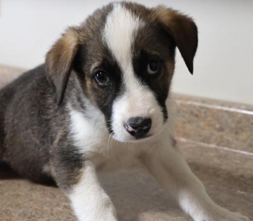 adoptable Dog in Thief River Falls, MN named Banjo