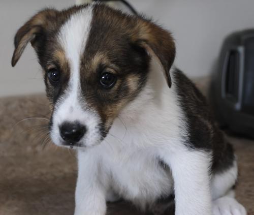 adoptable Dog in Thief River Falls, MN named Billy