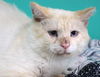 adoptable Cat in thief river falls, MN named Charlie