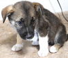 adoptable Dog in  named Bruce Lil