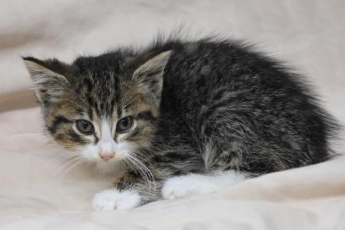 adoptable Cat in Thief River Falls, MN named Annie