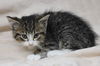 adoptable Cat in , MN named Annie