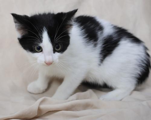 adoptable Cat in Thief River Falls, MN named Andy