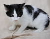 adoptable Cat in , MN named Andy