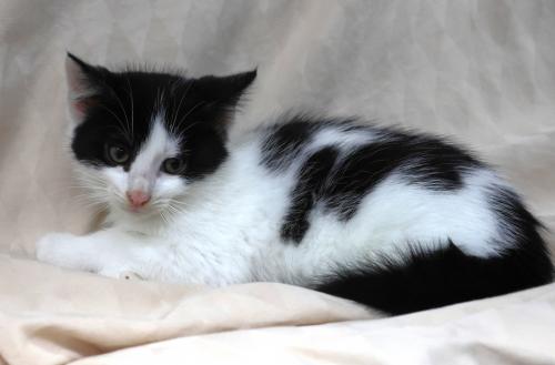 adoptable Cat in Thief River Falls, MN named Aaron