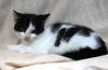 adoptable Cat in , MN named Aaron