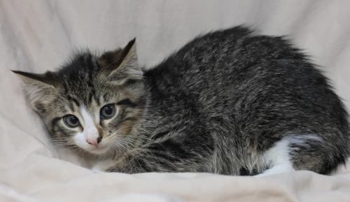 adoptable Cat in Thief River Falls, MN named Alex