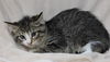 adoptable Cat in , MN named Alex