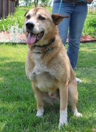 adoptable Dog in Thief River Falls, MN named Walter