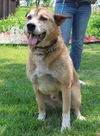 adoptable Dog in  named Walter