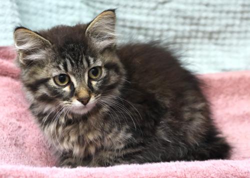 adoptable Cat in Thief River Falls, MN named Rocket