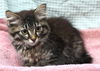 adoptable Cat in  named Rocket