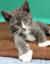 adoptable Cat in , MN named Knight