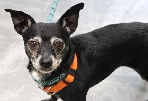 adoptable Dog in Thief River Falls, MN named Pringle