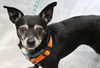 adoptable Dog in  named Pringle