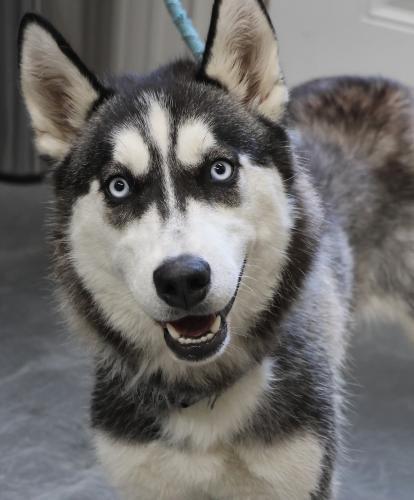 adoptable Dog in Thief River Falls, MN named Adena