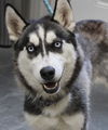 adoptable Dog in  named Adena