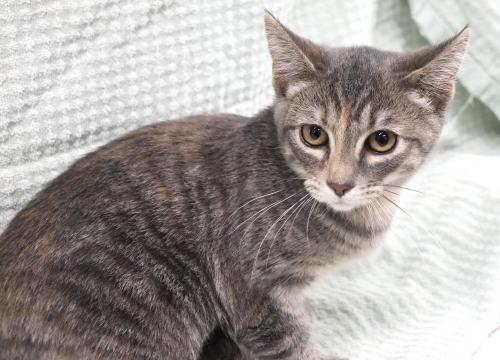 adoptable Cat in Thief River Falls, MN named Little Gray