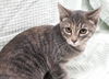 adoptable Cat in  named Little Gray