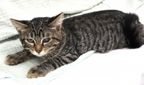 adoptable Cat in Thief River Falls, MN named Popeye