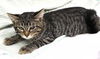 adoptable Cat in  named Popeye