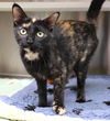 adoptable Cat in  named Gail