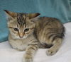 adoptable Cat in  named Skipper