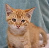adoptable Cat in  named Sangria