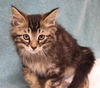 adoptable Cat in  named Seamus