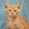 adoptable Cat in  named Sherlock