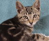 adoptable Cat in  named Serling