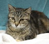 adoptable Cat in  named Shelby