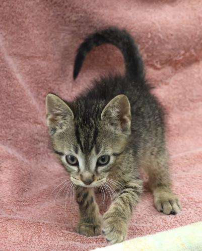 adoptable Cat in Thief River Falls, MN named Timmy