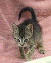 adoptable Cat in  named Timmy