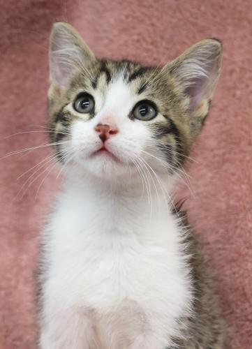 adoptable Cat in Thief River Falls, MN named Sparrow