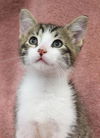 adoptable Cat in  named Sparrow