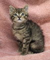 adoptable Cat in  named Daisy Cat