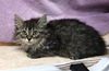 adoptable Cat in  named Jelly