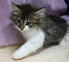adoptable Cat in  named Jasper