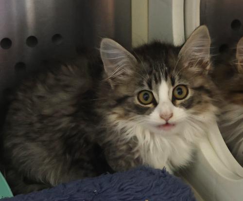 adoptable Cat in Thief River Falls, MN named Jackie