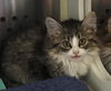 adoptable Cat in  named Jackie