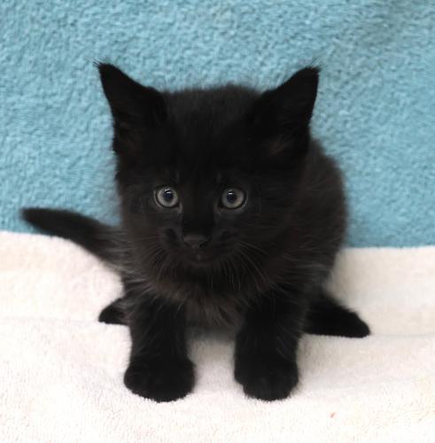 adoptable Cat in Thief River Falls, MN named George