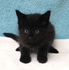 adoptable Cat in  named George