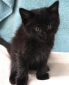 adoptable Cat in  named Gage
