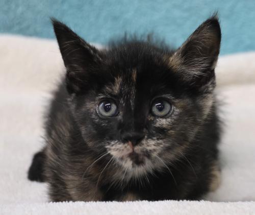 adoptable Cat in Thief River Falls, MN named GiGi