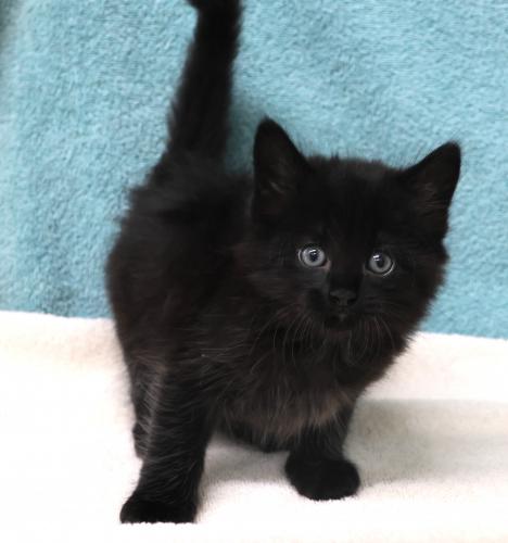 adoptable Cat in Thief River Falls, MN named Gabe